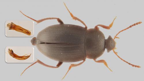 Catops nigricans